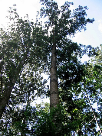 Wald Fotos