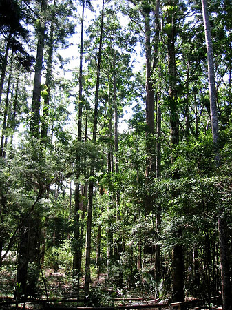 Fotos Wald