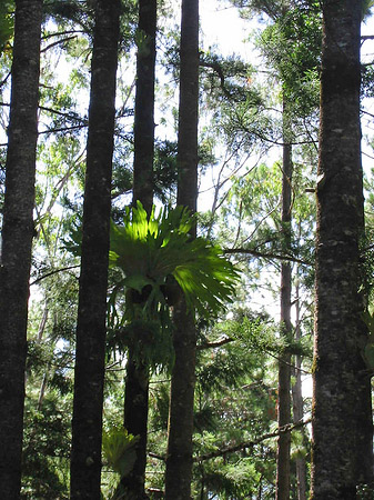Fotos Wald | 