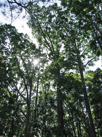 Foto Wald - 