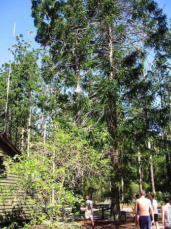 Wald
