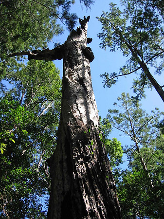 Fotos Wald