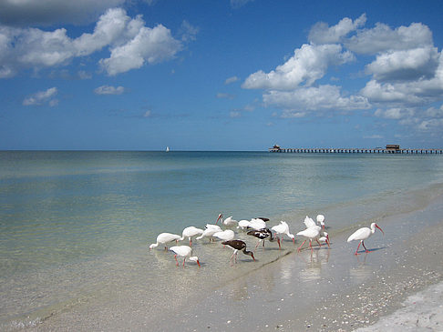Vögel am Strand - Florida