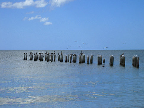 Vögel am Strand - Florida