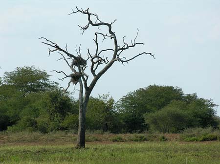 Bäume und Sträucher - Mpumalanga