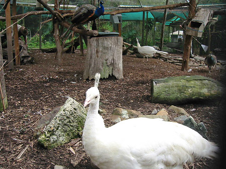Billabong Wildlife Park - Neusüdwales