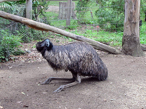 Foto Billabong Wildlife Park