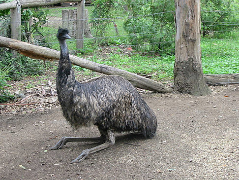 Fotos Billabong Wildlife Park | 