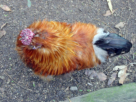 Billabong Wildlife Park Fotos