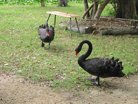 Billabong Wildlife Park Fotos