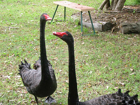 Foto Billabong Wildlife Park