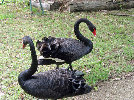 Billabong Wildlife Park Foto 