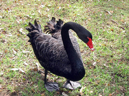 Fotos Billabong Wildlife Park