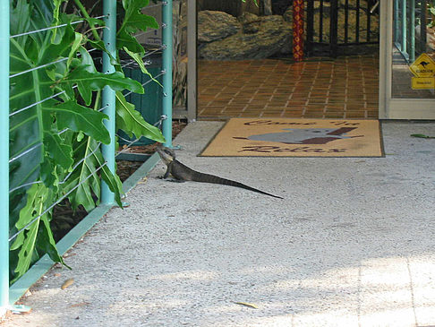 Billabong Wildlife Park - Neusüdwales