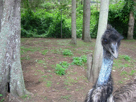 Foto Vögel