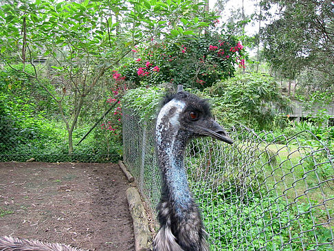 Vögel Fotos