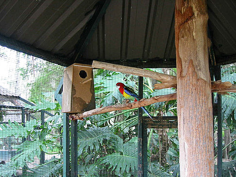 Vögel Foto 