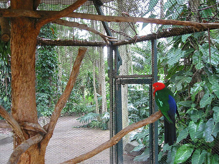 Foto Vögel