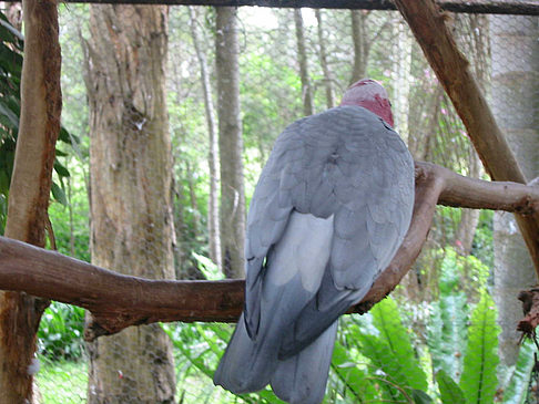 Foto Vögel - 