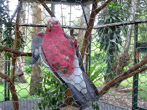 Fotos Vögel | 