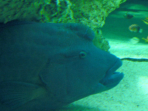 Fotos Aquarium | Sydney