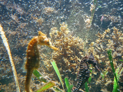 Aquarium Foto 