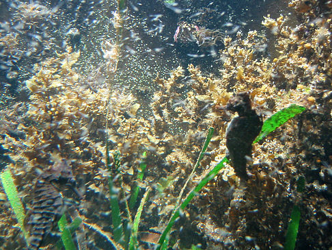 Foto Aquarium - Sydney