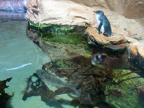 Aquarium Foto 