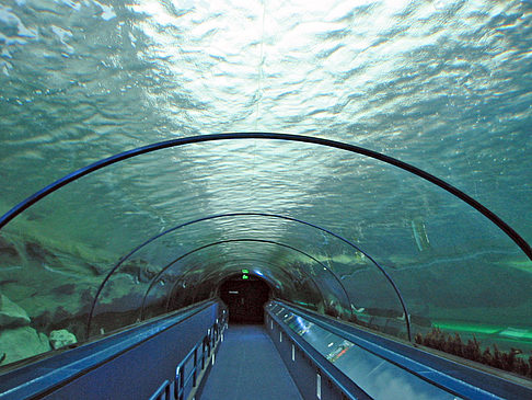 Aquarium Foto 