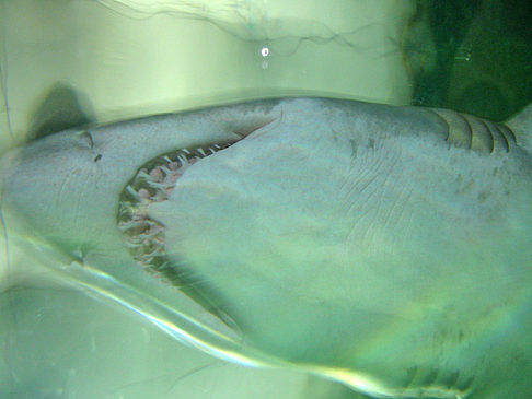 Aquarium