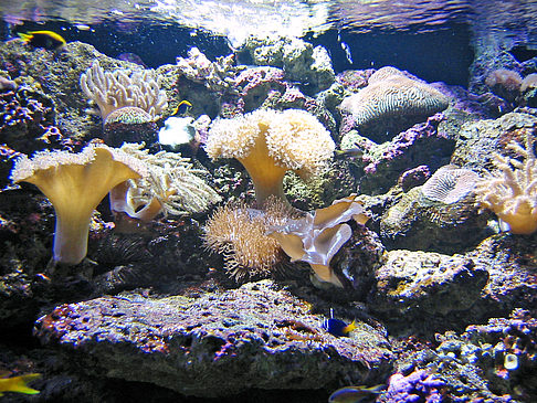 Fotos Aquarium | Sydney
