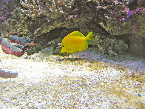 Aquarium Fotos