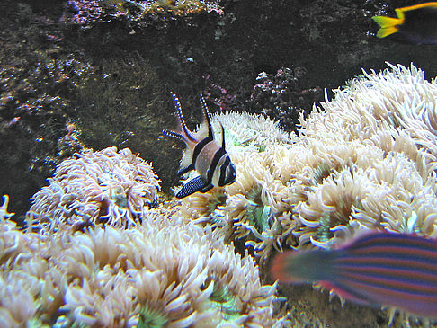 Fotos Aquarium | Sydney