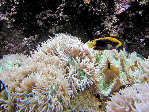 Fotos Aquarium