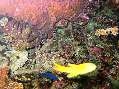 Aquarium Fotos