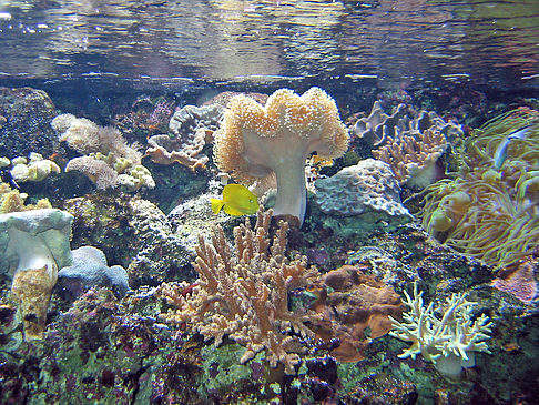 Fotos Aquarium | Sydney