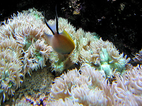 Foto Aquarium