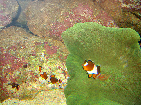 Fotos Aquarium | Sydney
