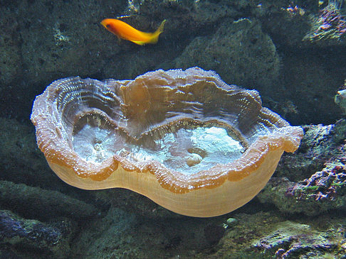 Aquarium Fotos