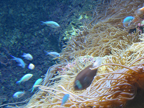 Aquarium Fotos