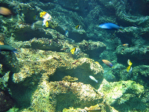 Foto Aquarium - Sydney