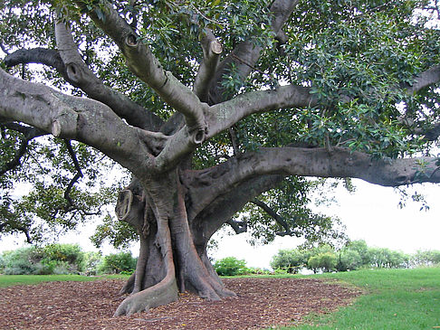 Fotos Baum | Sydney