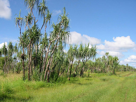 Fotos Darwin