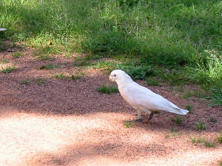 Fotos Vögel | 
