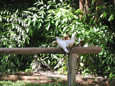 Foto Vögel