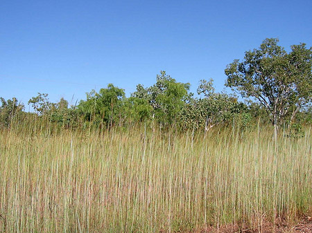 Fotos Nationalpark Kakadu | 