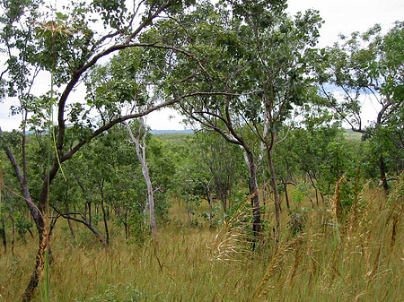 Fotos Nationalpark Nitmiluk