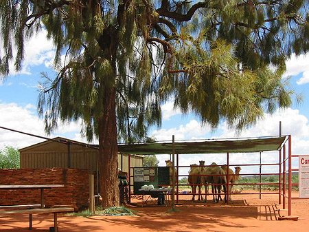 Kings Canyon Foto 