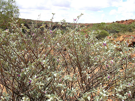 Fotos Kings Canyon