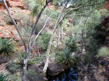 Fotos Pflanzen im Canyon